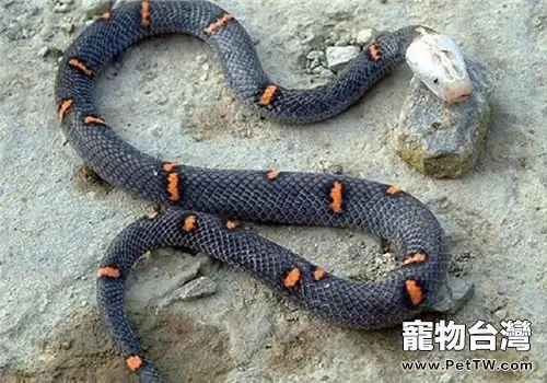 喜米拉雅白頭蛇的形態特徵