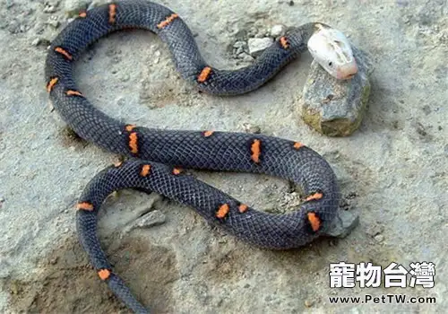 喜米拉雅白頭蛇的生活環境
