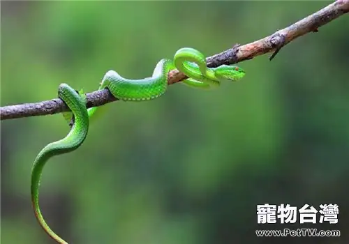 西藏竹葉青蛇的品種簡介