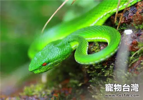 西藏竹葉青蛇的生活環境