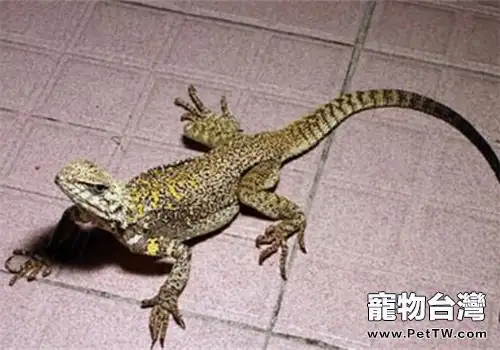 新疆巖蜥的飼養環境(1圖)-寵物台灣