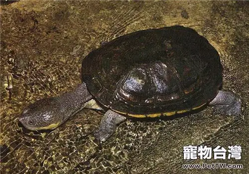 巨頭蛇頸龜的飼養要點