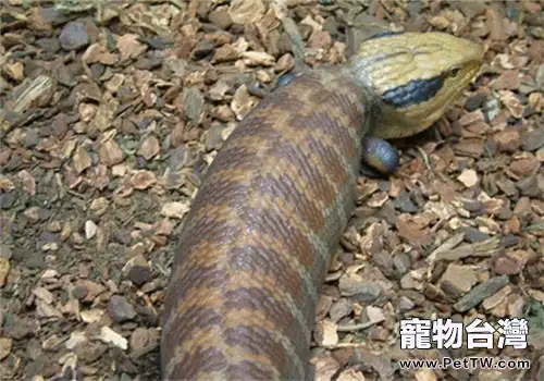 細紋藍舌蜥的品種簡介