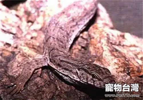 相思樹巨蜥的飼養環境(1圖)-寵物台灣