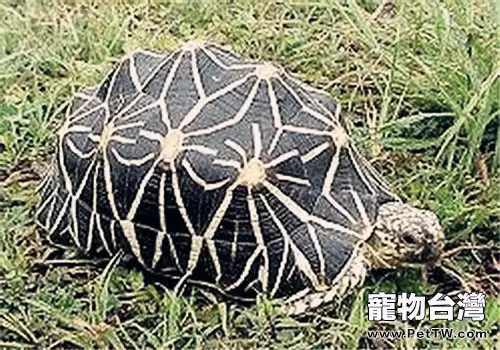 幾何陸龜的形態特徵(1圖)-寵物台灣