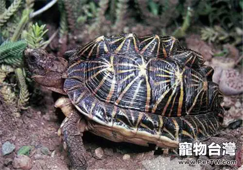 幾何陸龜的護理知識(1圖)-寵物台灣