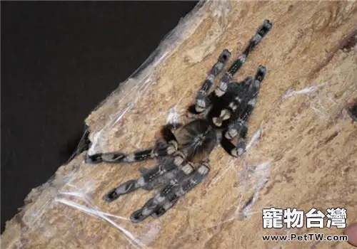 象牙華麗雨林的形態特徵(1圖)-寵物台灣