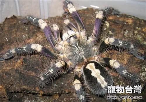 象牙華麗雨林的飼養知識