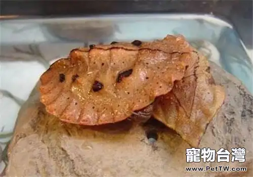 枯葉龜的飼養要點(1圖)-寵物台灣