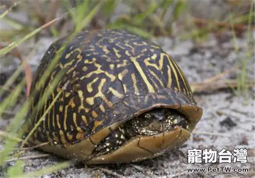 卡羅萊納箱龜的品種簡介