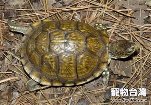 卡羅萊納箱龜的飼養要點