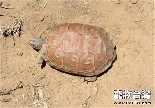 卡魯海角陸龜的品種簡介(1圖)-寵物台灣