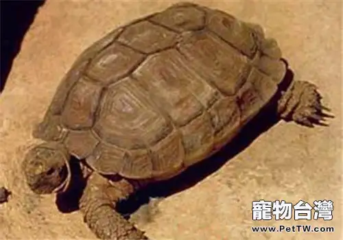 卡魯海角陸龜的外觀特徵(1圖)-寵物台灣