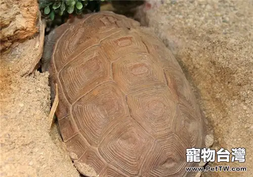 卡魯海角陸龜的護理知識(1圖)-寵物台灣