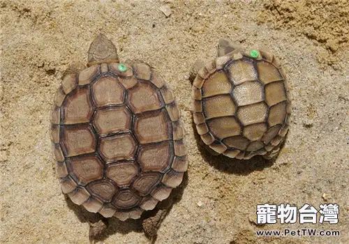 卡魯海角陸龜的飼養要點(1圖)-寵物台灣