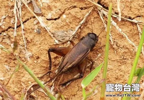 蟋蟀的品種簡介(1圖)-寵物台灣