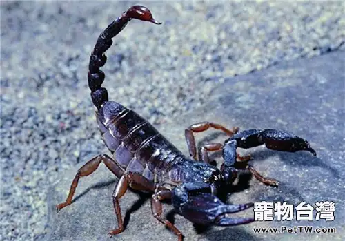 蠍子的品種簡介(1圖)-寵物台灣