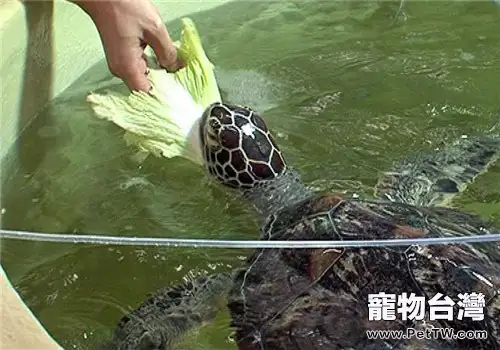 綠海龜的形態特徵