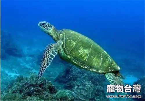 綠海龜的護理知識