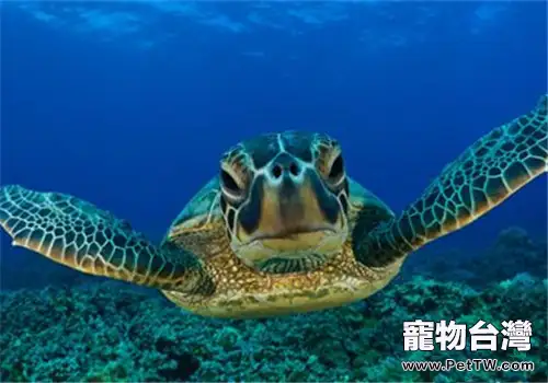 綠海龜的生活環境佈置(1圖)-寵物台灣