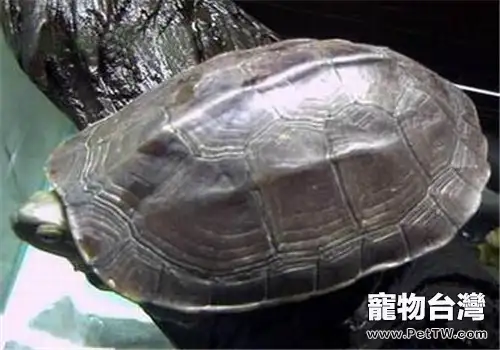 臘戌擬水龜的品種簡介