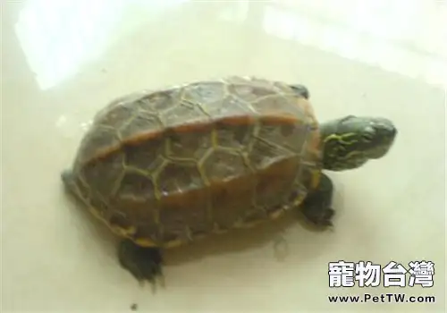 臘戌擬水龜的護理知識