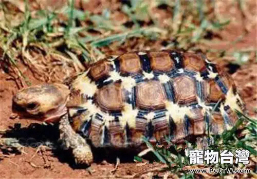 洛帕蒂折背陸龜的品種簡介(1圖)-寵物台灣