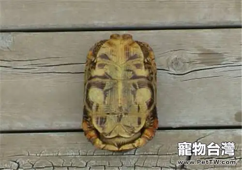 洛帕蒂折背陸龜的生活環境(1圖)-寵物台灣