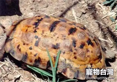 洛帕蒂折背陸龜的飼養要點(1圖)-寵物台灣
