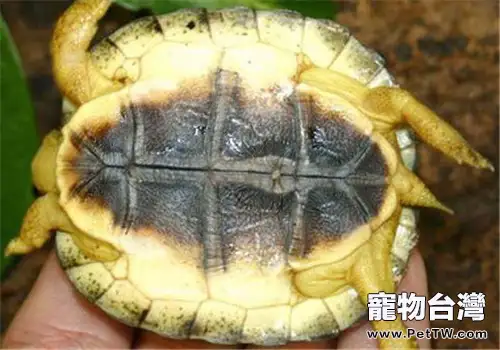 犁溝木紋龜的品種簡介