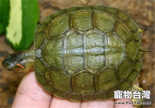 犁溝木紋龜的護理知識(1圖)-寵物台灣