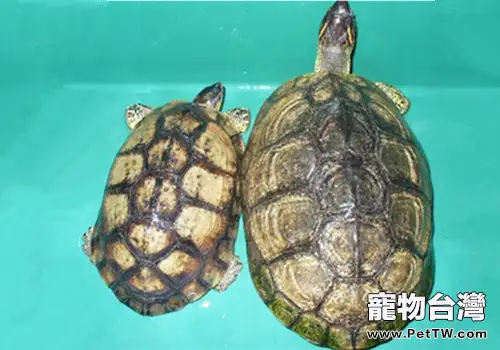 犁溝木紋龜的生活環境