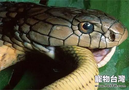 眼鏡王蛇的品種簡介