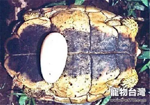 犁溝木紋龜的飼養要點