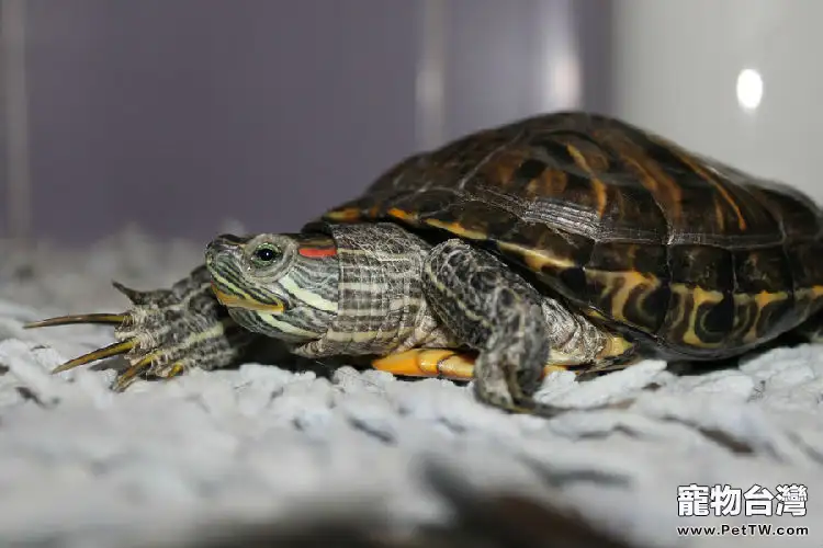 如何飼養草龜(1圖)-寵物台灣