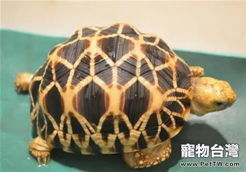 緬甸星龜的外觀特徵(1圖)-寵物台灣