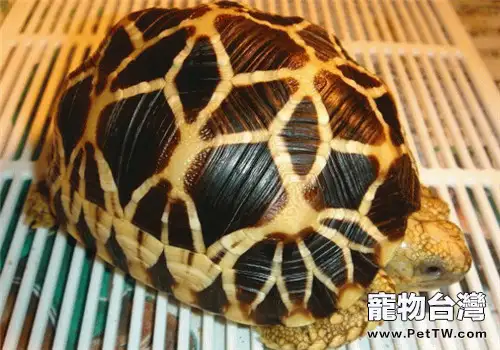 緬甸星龜的護理知識(1圖)-寵物台灣