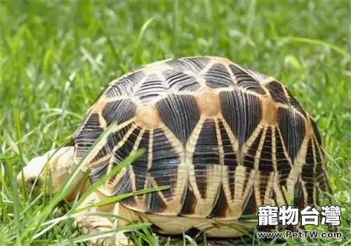 緬甸星龜的生活環境(1圖)-寵物台灣