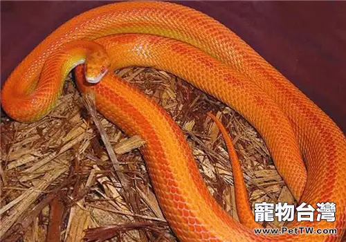 玉米蛇的品種簡介(1圖)-寵物台灣