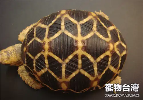 緬甸星龜的飼養要點(1圖)-寵物台灣