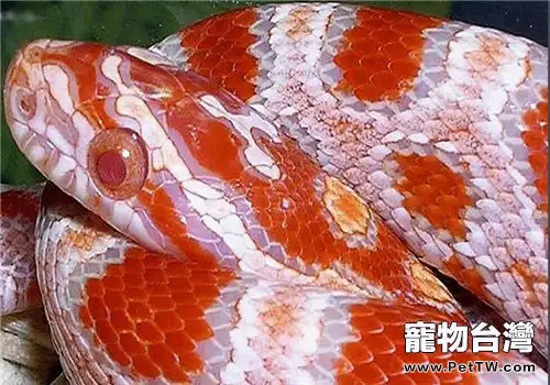玉米蛇的形態特徵(1圖)-寵物台灣