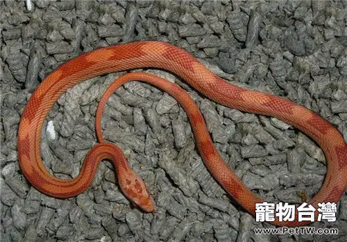 玉米蛇的餵食要點(1圖)-寵物台灣