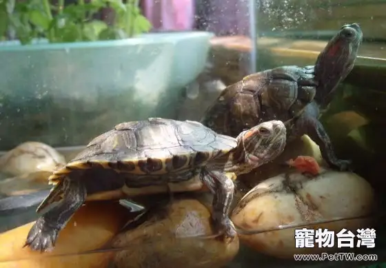 彩色龜孵化的性別取決於周圍溫度