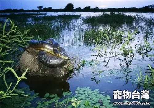 亞馬遜森蚺的形態特徵(1圖)-寵物台灣