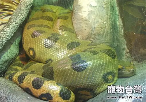 亞馬遜森蚺的生活環境(1圖)-寵物台灣