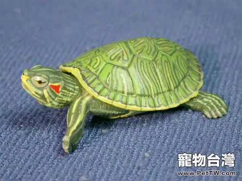 巴西龜適宜的冬眠溫度(1圖)-寵物台灣