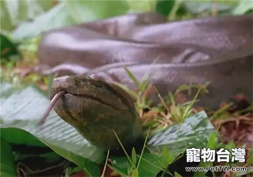 亞馬遜森蚺的飼養知識