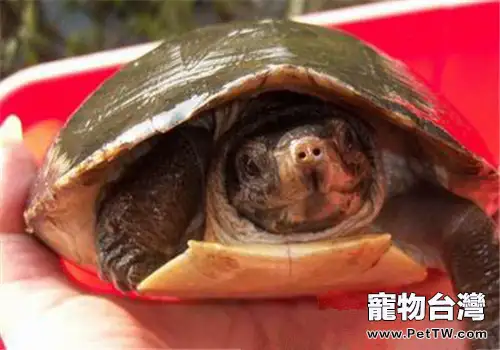 馬來西亞巨龜的外觀特徵(1圖)-寵物台灣