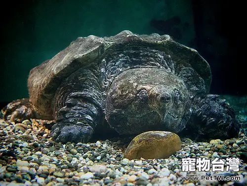 鱷魚龜不進食怎麼辦