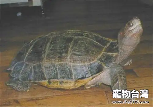 馬來西亞巨龜的護理知識